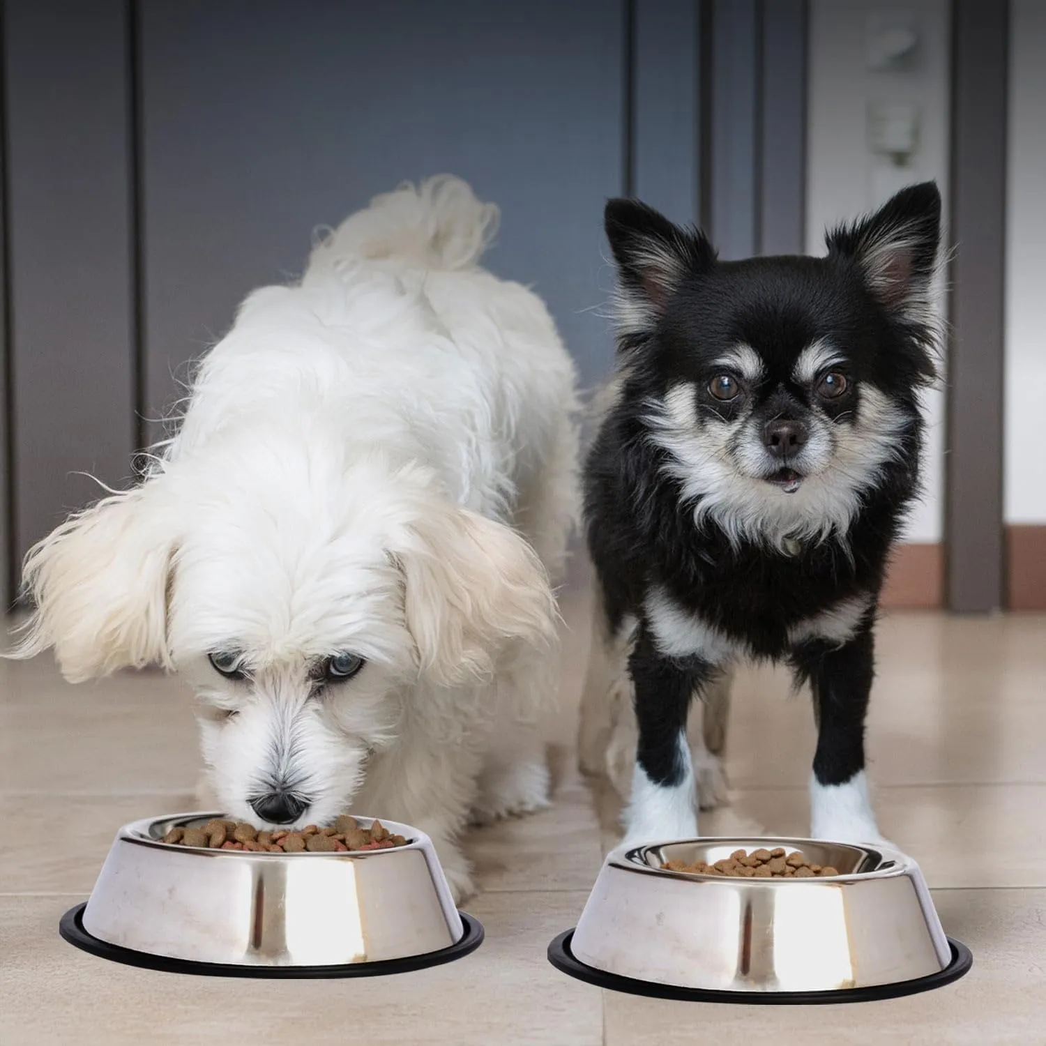 ICONIC PET 16 oz/ 2 Cup Stainless Steel Non Skid Pet Food/Water Bowl with Rubber Ring - Rust Free, Dog/Cat Feeding Bowl is Dishwasher Safe, Noise Free, Non-Skid & Stable Kitten/Puppy Dish