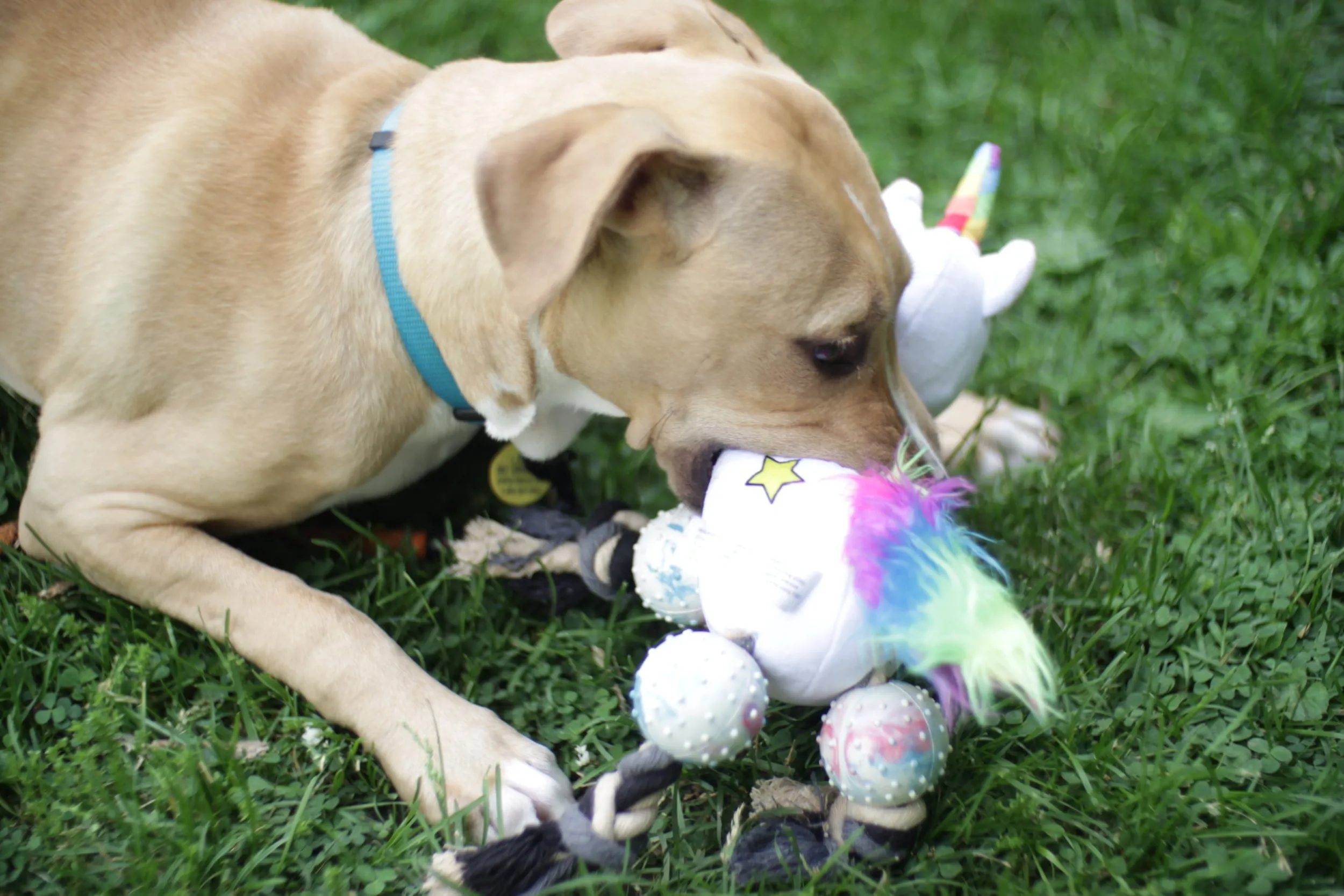 Pronk! Pets Pegasus Unicorn 12-Inch Durable Soft Plush Squeaky Rope Dog Toy