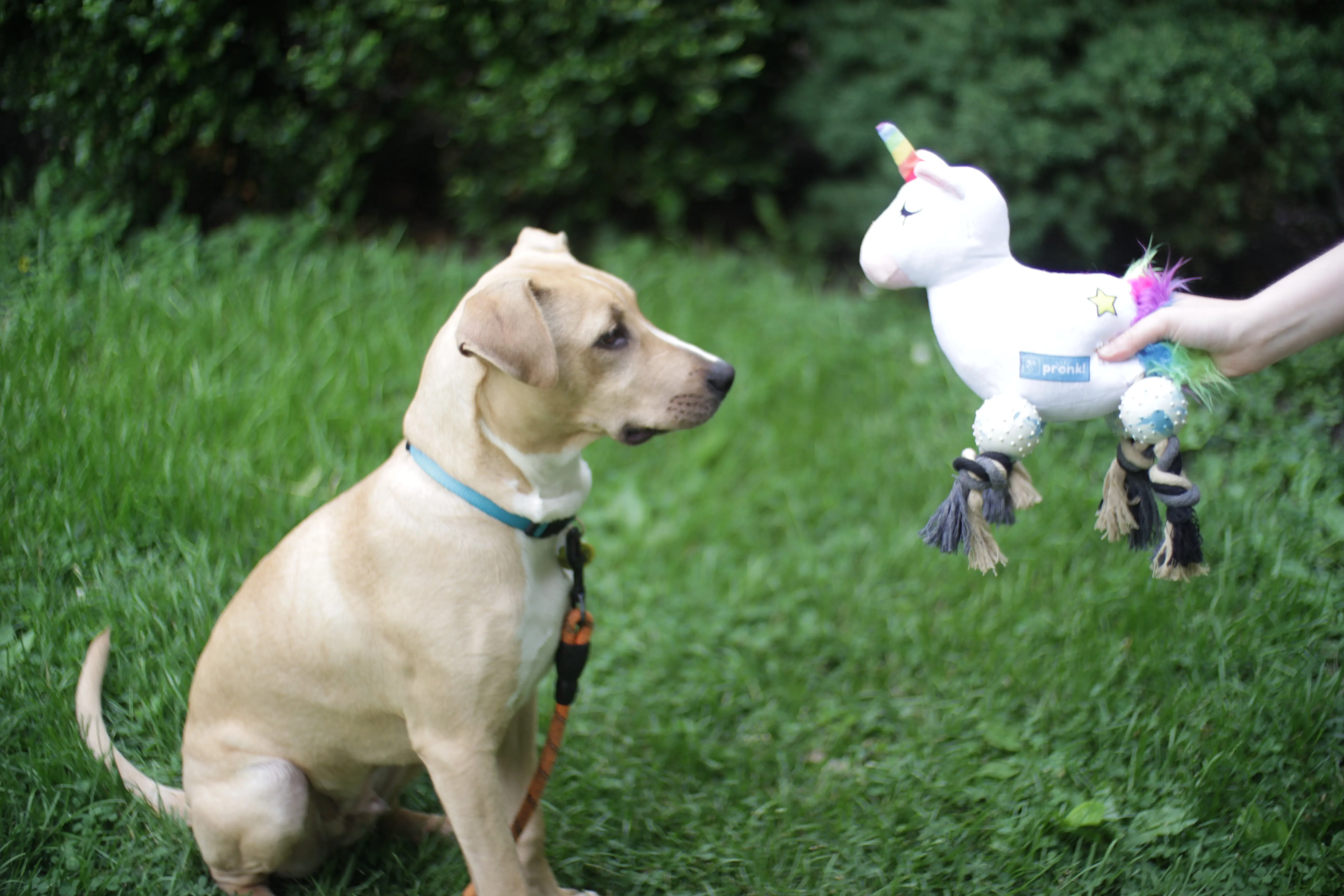 Pronk! Pets Pegasus Unicorn 12-Inch Durable Soft Plush Squeaky Rope Dog Toy