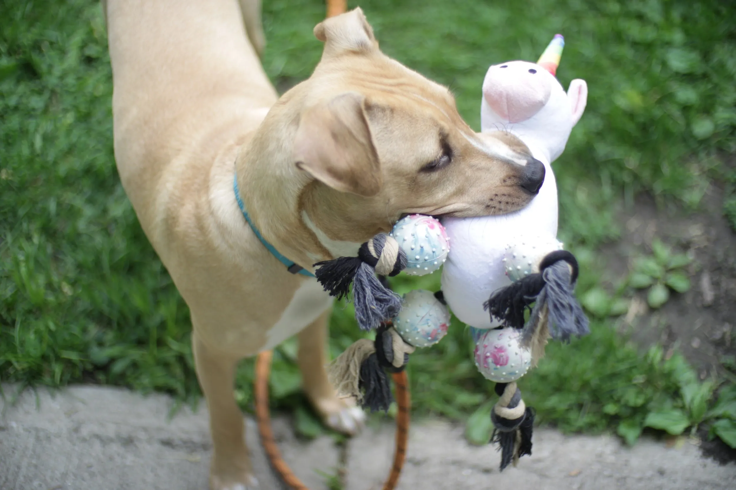 Pronk! Pets Pegasus Unicorn 12-Inch Durable Soft Plush Squeaky Rope Dog Toy
