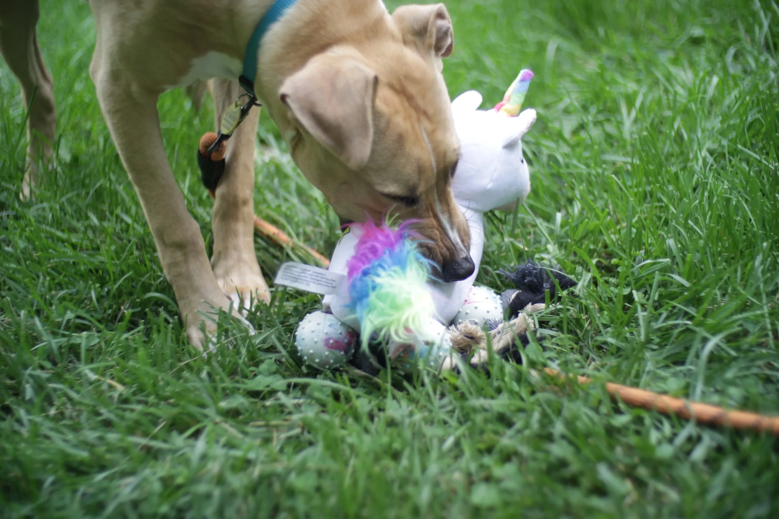 Pronk! Pets Pegasus Unicorn 12-Inch Durable Soft Plush Squeaky Rope Dog Toy