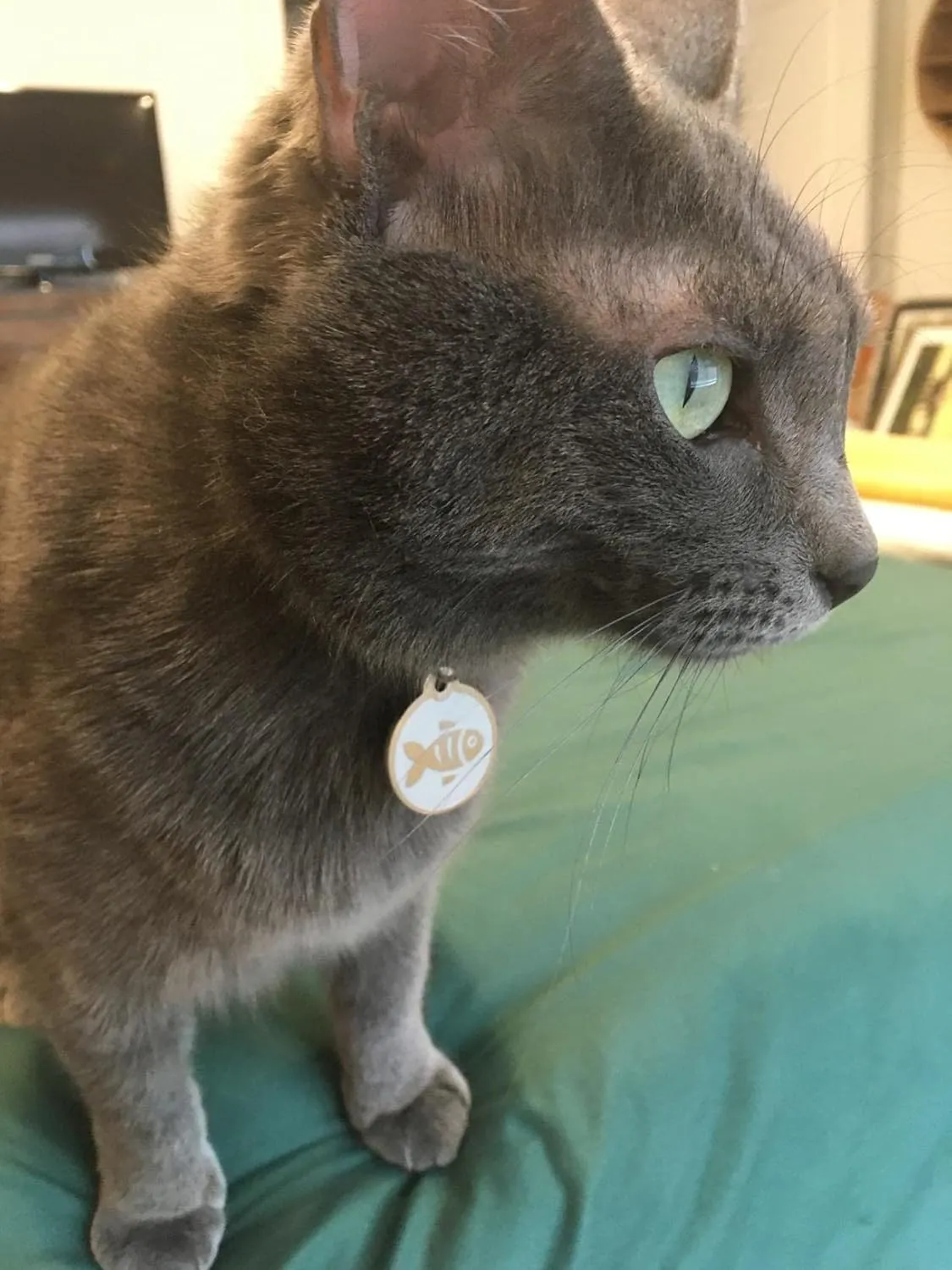 Stainless Steel Cat ID Tags - Engraved Personalized Cat Tags Includes up to 4 Lines of Text with Round Paw Shape